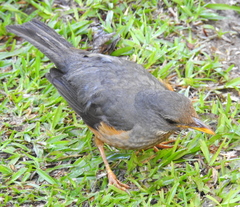 Turdus olivaceus olivaceus