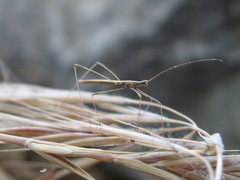 Neides aduncus