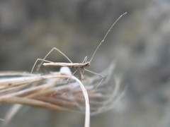 Neides aduncus