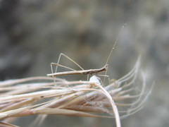 Neides aduncus