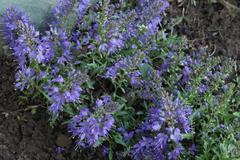 Veronica schmidtiana