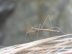 Neides aduncus