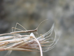 Neides aduncus