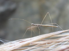 Neides aduncus