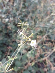 Commicarpus plumbagineus