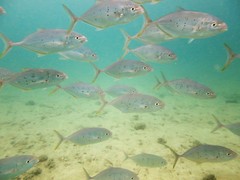 Turrum gymnostethus
