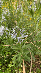 Amsonia repens