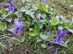 Viola riviniana