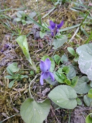 Viola riviniana