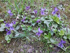 Viola riviniana