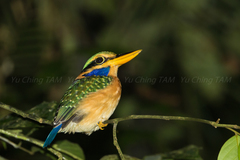 Actenoides concretus