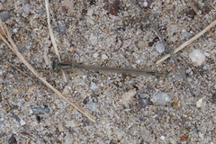 Enallagma cyathigerum