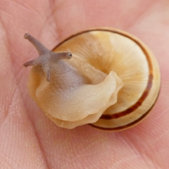 Pseudotachea splendida