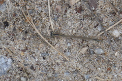 Enallagma cyathigerum