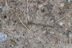 Enallagma cyathigerum