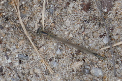 Enallagma cyathigerum