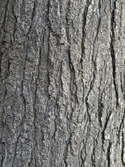 Liquidambar styraciflua