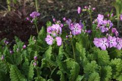 Primula sieboldii