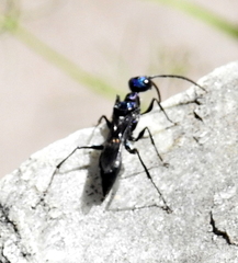 Ampulicini