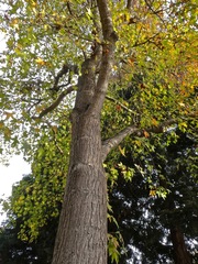 Liquidambar styraciflua