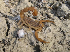 Aegaeobuthus gibbosus