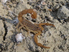 Aegaeobuthus gibbosus