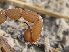 Aegaeobuthus gibbosus