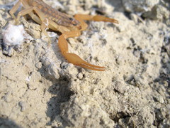 Aegaeobuthus gibbosus