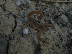 Aegaeobuthus gibbosus