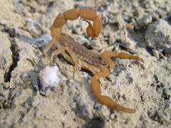 Aegaeobuthus gibbosus