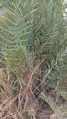 Phoenix dactylifera