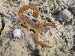 Aegaeobuthus gibbosus