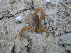 Aegaeobuthus gibbosus
