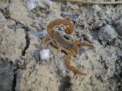 Aegaeobuthus gibbosus