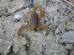 Aegaeobuthus gibbosus