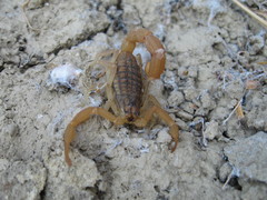 Aegaeobuthus gibbosus