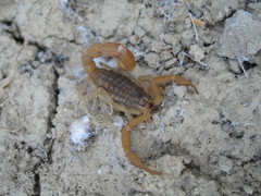 Aegaeobuthus gibbosus