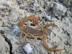 Aegaeobuthus gibbosus