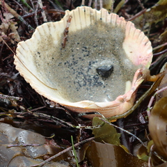 Dallocardia quadragenaria