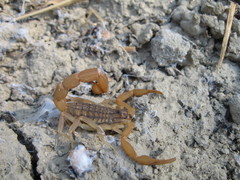 Aegaeobuthus gibbosus