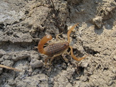 Aegaeobuthus gibbosus