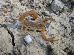 Aegaeobuthus gibbosus