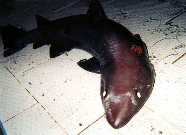 Bigeye Sand Tiger