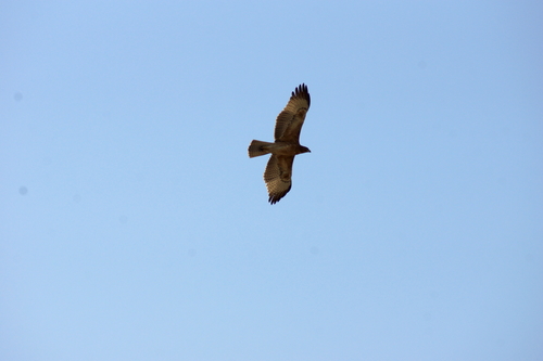 Aigle de Bonelli, jeune