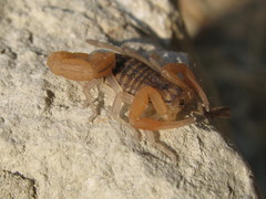 Aegaeobuthus gibbosus