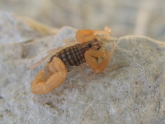 Aegaeobuthus gibbosus