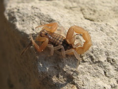 Aegaeobuthus gibbosus