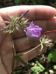 Phlox pilosa