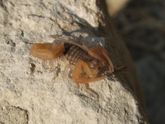 Aegaeobuthus gibbosus