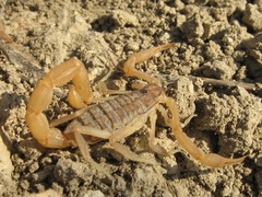 Aegaeobuthus gibbosus